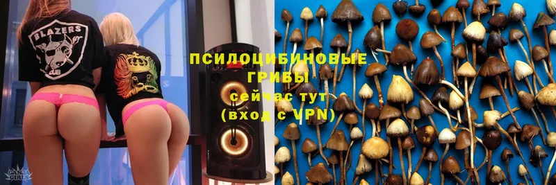 где продают   Себеж  Галлюциногенные грибы MAGIC MUSHROOMS 